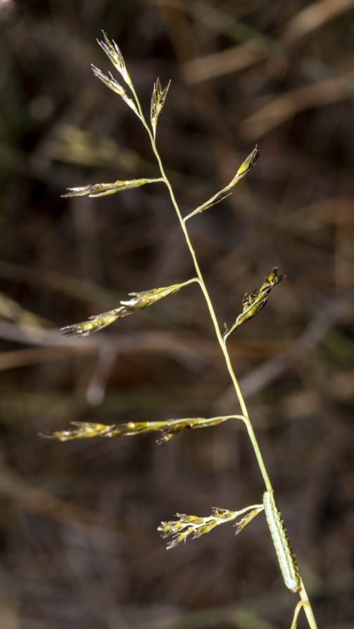 Poaceae in greto